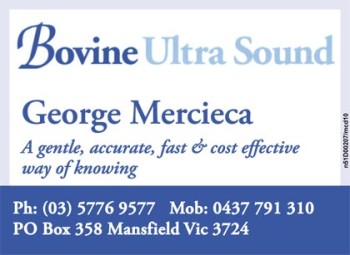Bovine Ultra Sound